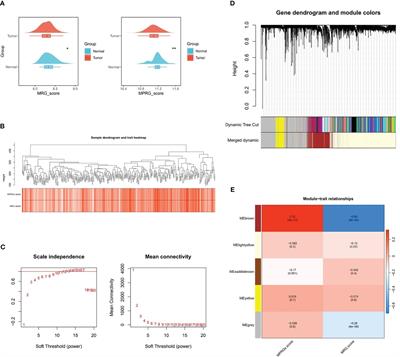 Construction and validation of prognostic signatures related to mitochondria and macrophage polarization in gastric cancer